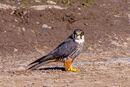 Eurasian Hobby (14574008925) (cropped).jpg