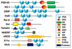 ExamplePDZproteins.jpg