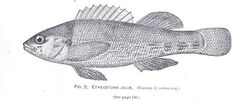 FMIB 34118 Etheostoma juliae.jpeg