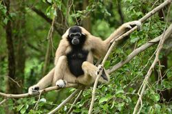 Female crowned gibbon on the tree.jpg