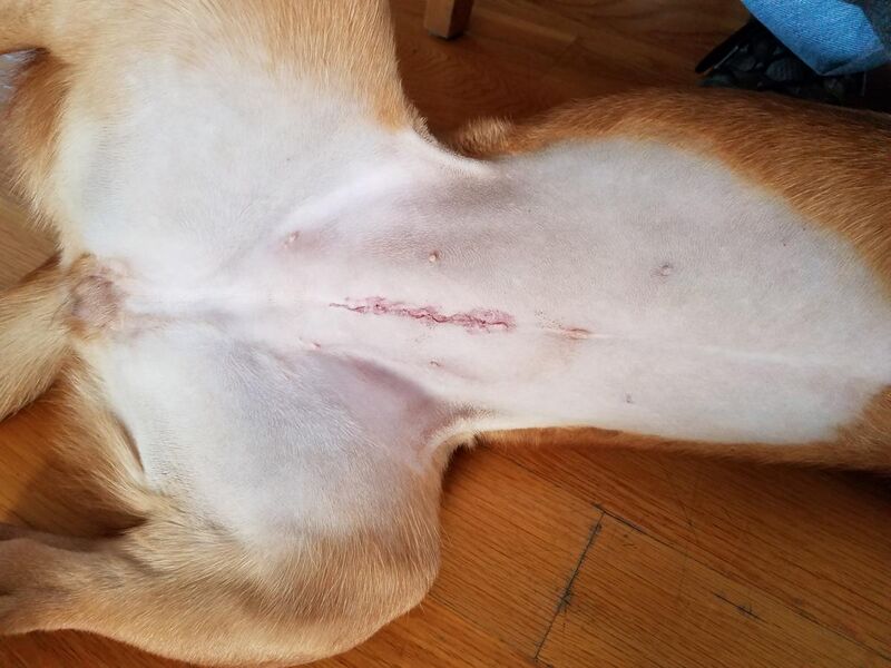 File:Female dog spay incision.jpg