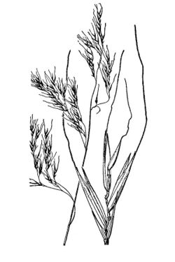 Festucasubuliflora.jpg