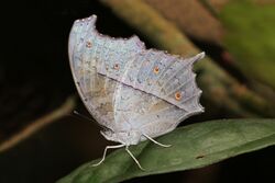 Forest mother-of-pearl (Protogoniomorpha parhassus parhassus) underside.jpg