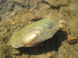 Fragile Papershell Mussel (6473808265).jpg