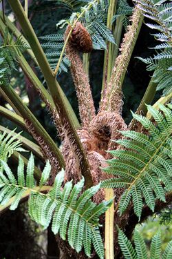 Funchal, Monte - Cyathea cooperi (Australischer Baumfarn) IMG 2015.JPG