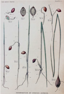 Illustrations of germinating crocus seed