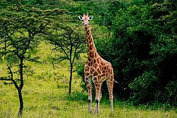 Giraffe in the wild of Lake Mburo National Park.jpg