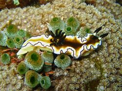 Glossodoris atromarginata Philippines2.jpg