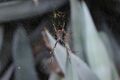 Golden Orb spider at QUT Kelvin Grove, Brisbane-1.jpg