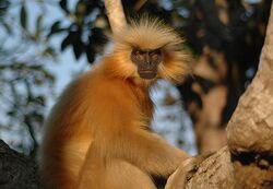 Golden langur.jpg