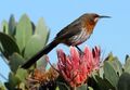 Gurney's Sugarbird, Promerops gurneyi at Marakele National Park (14142942643).jpg