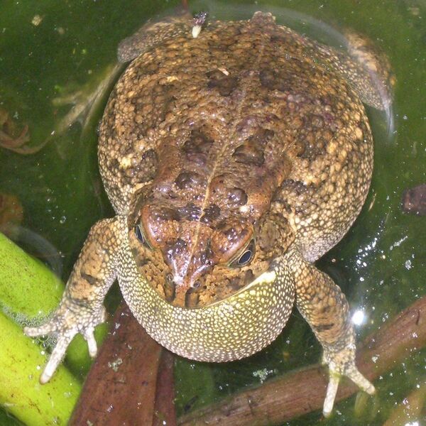 File:Guttural toad calling.jpg