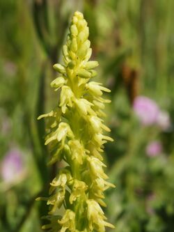 Herminium monorchis (flowers).jpg