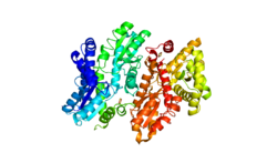 Human Ferrochelatase 2 angstrom crystal structure.png