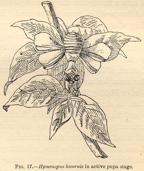 File:Hymenopus bicornis in active pupa stage by James Wood-Mason 1889.jpg