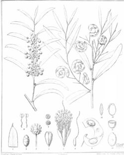 Iconography of Australian species of Acacia and cognate genera (1887) (20558947860).jpg