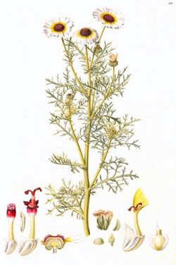 Ismelia carinata.jpg