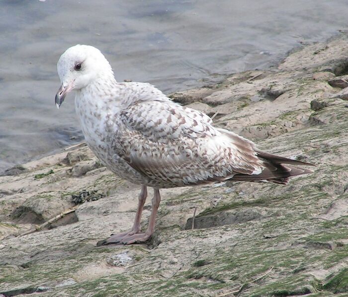 File:Juvenile Herring Gull.jpg