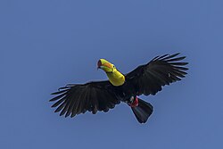 Keel-billed toucan (Ramphastos sulfuratus sulfuratus) in flight Peten.jpg