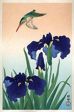 Kingfisher-iris.jpg