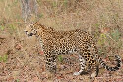 Leopards Davidraju 39.jpg