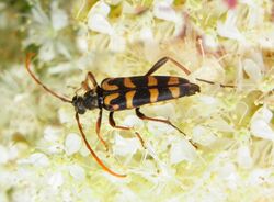 Leptura annularis up.jpg