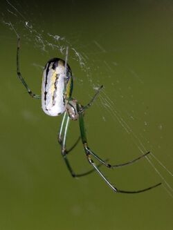 Leucauge venusta Kaldari 01.jpg