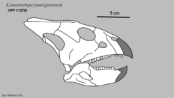 Skull diagram of ceratopsian dinosaur Liaoceratops yanzigouensis