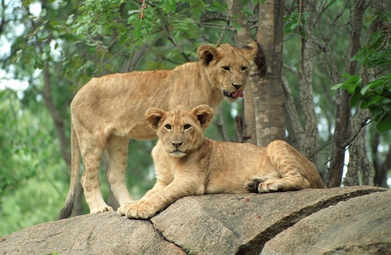 File:Lion cubs, Zimbabwe (5213422527).jpg