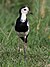 Long-toed lapwing, Vanellus crassirostris, Chobe National Park, Botswana (33095105903).jpg