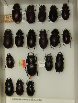 Lucanus mazama variation sjh.jpg