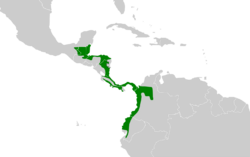 Malacoptila panamensis map.svg