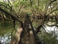 Mangroves park pappinisseri11.JPG