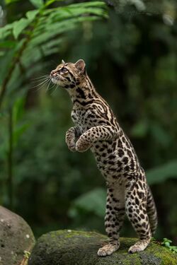 Margay in Costa Rica.jpg