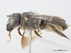 Megachile vestitor f.jpg