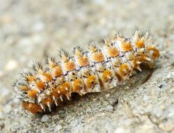 Melitaea didyma larva.jpg