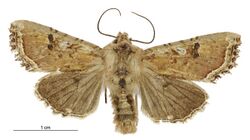 Meterana inchoata male.jpg