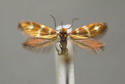 Micropterix aureoviridella BE-MK-2-326a.jpg