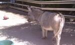 Miniature Donkey, San Francisco Zoo.jpg