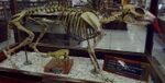 Miocochilius anomopodus - skeleton - Honda Group - Colombia.jpg