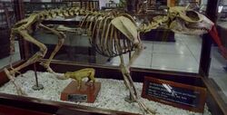 Miocochilius anomopodus - skeleton - Honda Group - Colombia.jpg
