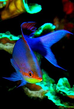 Misc anthias.jpg