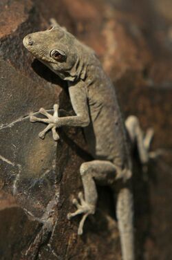 Namib Day Gecko (Bradfield's) (cropped).jpg