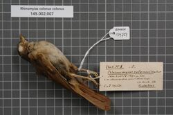Naturalis Biodiversity Center - RMNH.AVES.139727 1 - Rhinomyias colonus colonus Hartert, 1898 - Muscicapidae - bird skin specimen.jpeg