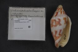 Naturalis Biodiversity Center - RMNH.MOL.210319 - Cymbiola deshayesi (Reeve, 1854) - Volutidae - Mollusc shell.jpeg