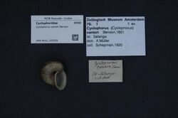 Naturalis Biodiversity Center - ZMA.MOLL.316350 - Cyclophorus cantori Benson - Cyclophoridae - Mollusc shell.jpeg