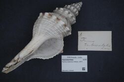 Naturalis Biodiversity Center - ZMA.MOLL.355482 - Fusinus tuberosus (Reeve, 1847) - Fasciolariidae - Mollusc shell.jpeg