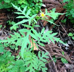 Nemosenecio nikoensis Kanagawa.jpg