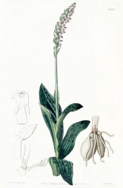 Neotinea maculata (as Aceras secundiflorum) - Edwards vol 18 pl 1525 (1832).jpg