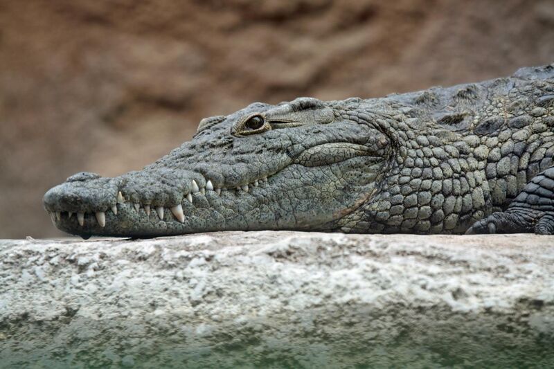 File:Nile crocodile head.jpg